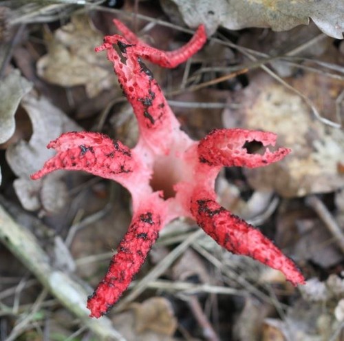 Devil's Fingers
