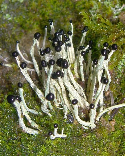 Devil's Matchstick Lichen