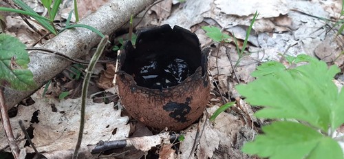 Devil's Urn