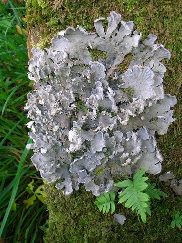 Dog Lichen