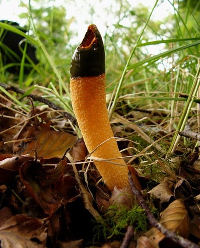 Dog Stinkhorn