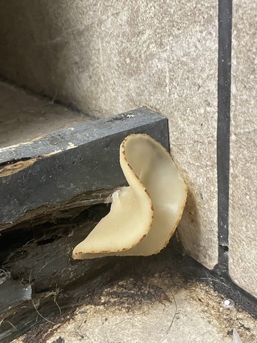 Domicile Cup Fungus