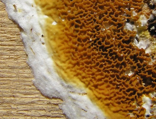 Dry Rot Fungus