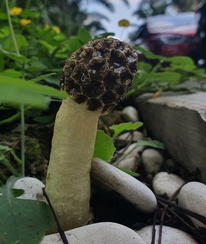 Dune Stinkhorn
