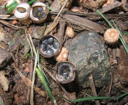 Dung-loving Bird's Nest