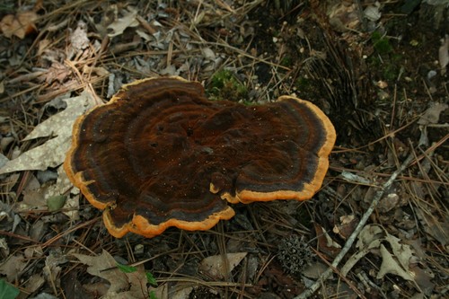 Dyer's Polypore