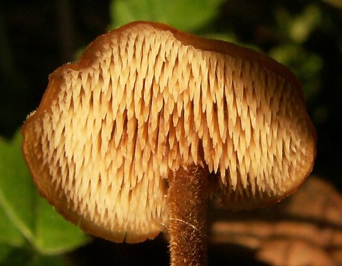 Ear-pick Fungus