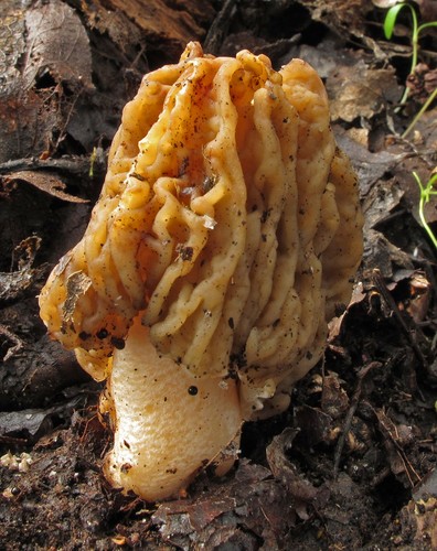 Early Morel