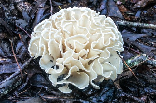 Eastern Cauliflower Mushroom