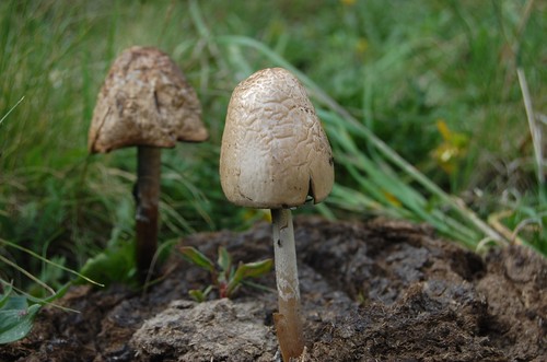 Egghead Mottlegill