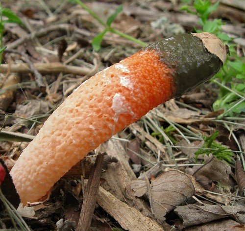 Elegant Stinkhorn