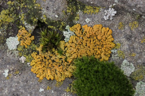 Elegant Sunburst Lichen