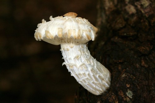 Elm Oyster Mushroom