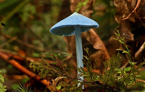 Entoloma hochstetteri
