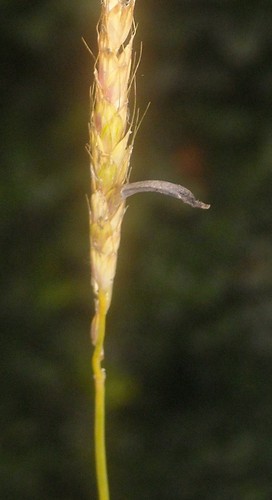 Ergot