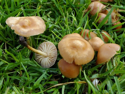 Fairy Ring Champignon