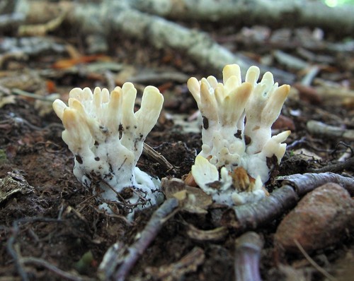 False Coral Fungus