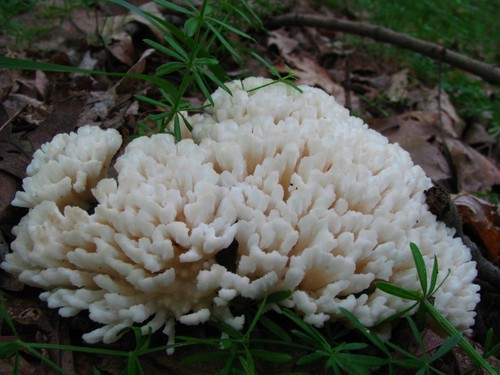 False Coral