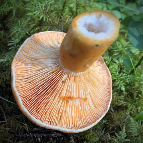 False Saffron Milkcap