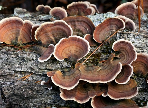 False Turkey Tail