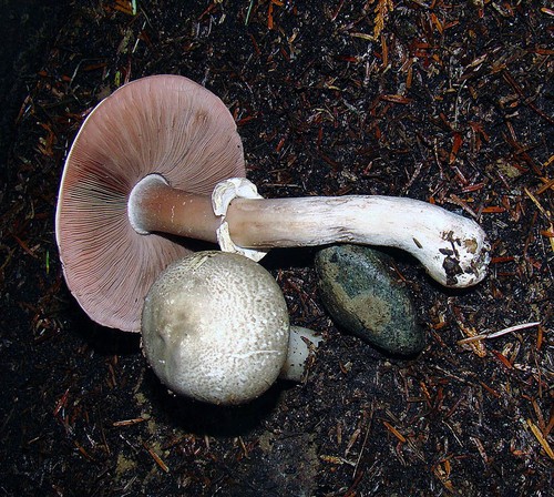 Felt-ringed Agaricus
