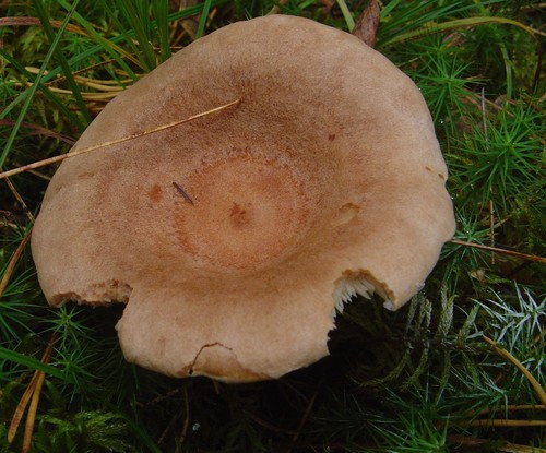 Fenugreek Milkcap