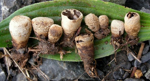 Field Bird's Nest