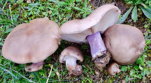 Field Blewit