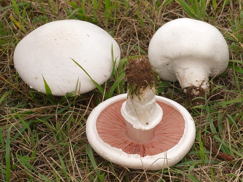Field Mushroom