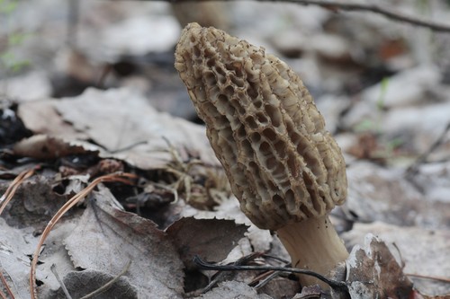 Fire Morel