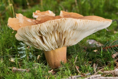 Fishy Milkcap