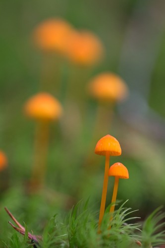 Flame Mycena