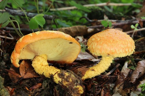 Flaming Scalycap