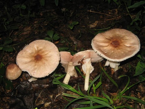 Flat-topped Agaricus