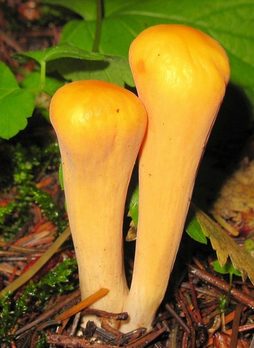 Flat-topped Coral