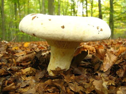 Fleecy Milkcap