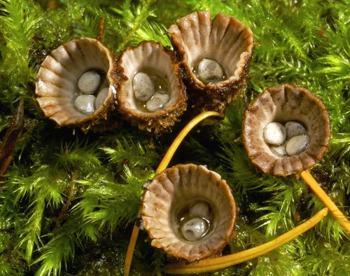 Fluted Bird's Nest