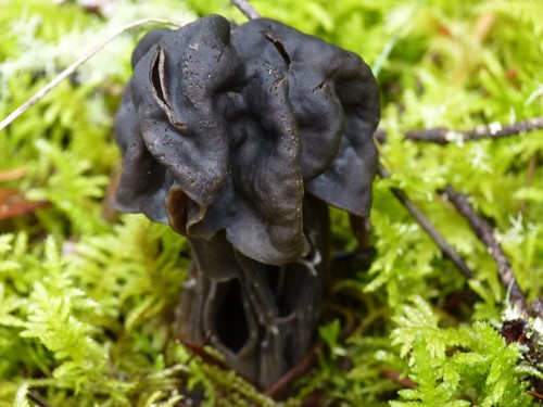 Fluted Black Elfin Saddle