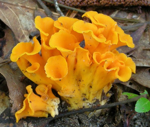 Fragrant Chanterelle
