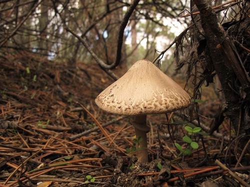 Frayed Parasol