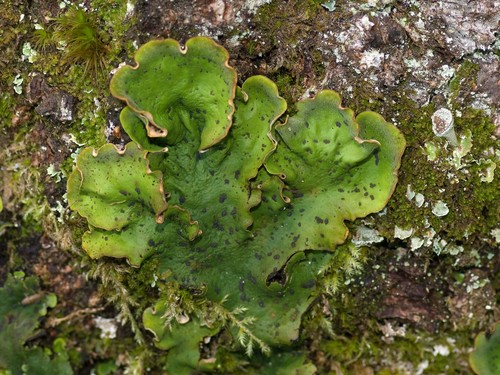 Freckle Pelt Lichen
