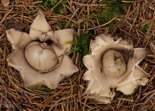 Fringed Earthstar