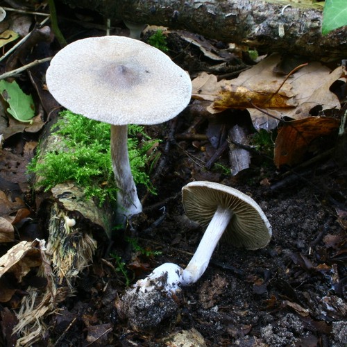 Frosty Webcap