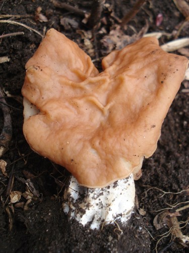 Gabled False Morel