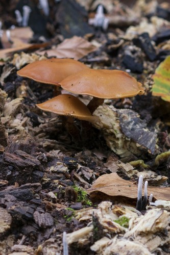 Galerina marginata