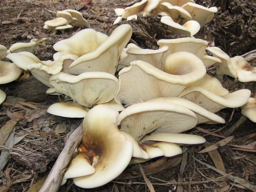 Ghost Fungus