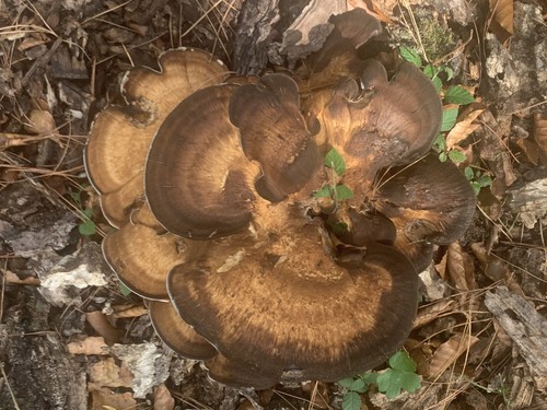 Giant Polypore