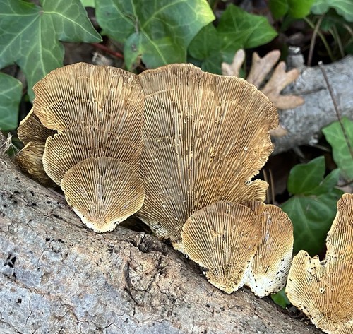 Gilled Polypore