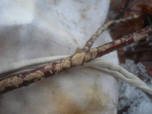 Glue Crust