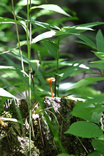 Goblet Waxcap